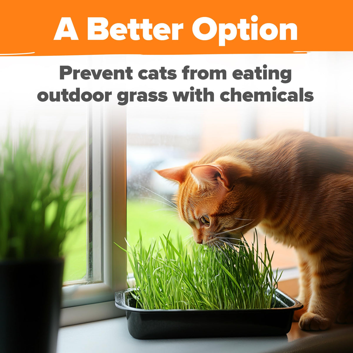 6 oz Heirloom Barley & Oat Cat Grass Seeds A393