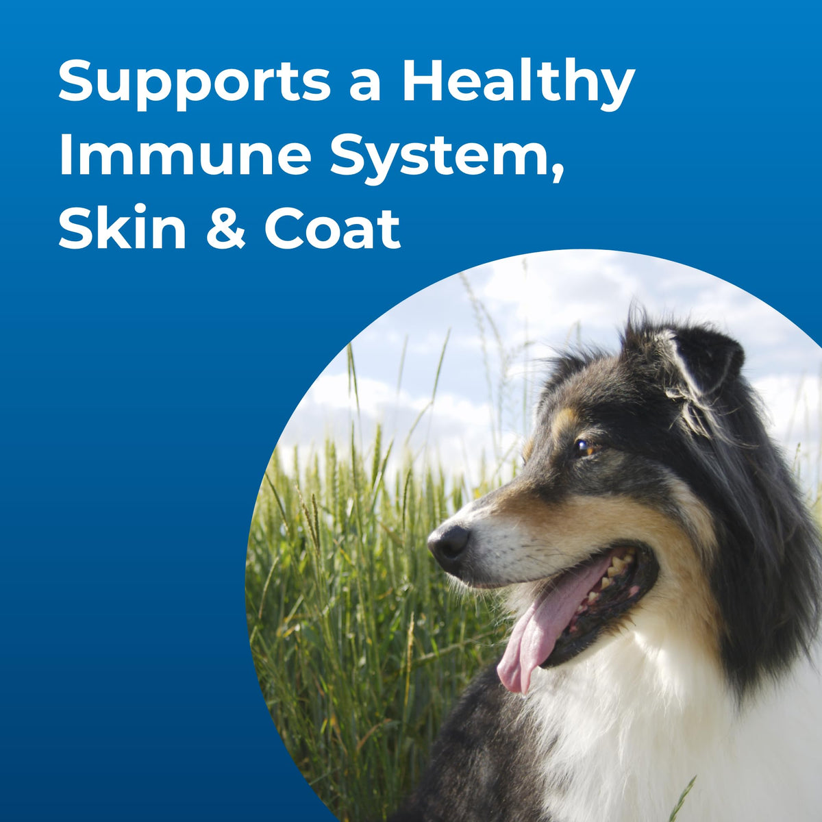 High Calorie Liquid Nutritional Supplement for Dogs & Puppies K320