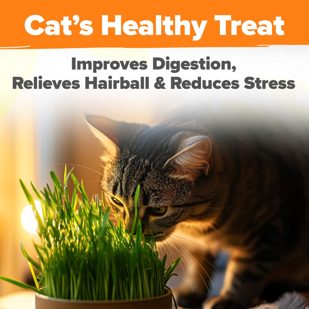 6 oz Heirloom Barley & Oat Cat Grass Seeds A393