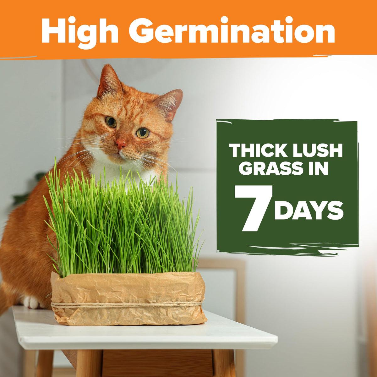 6 oz Heirloom Barley & Oat Cat Grass Seeds A393